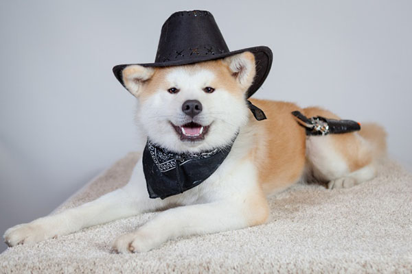 shiba inu wearing hat